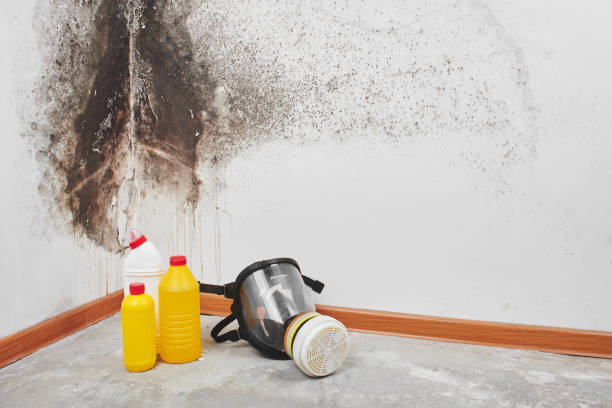 Best Mold Documentation for Insurance Claims  in Thiells, NY